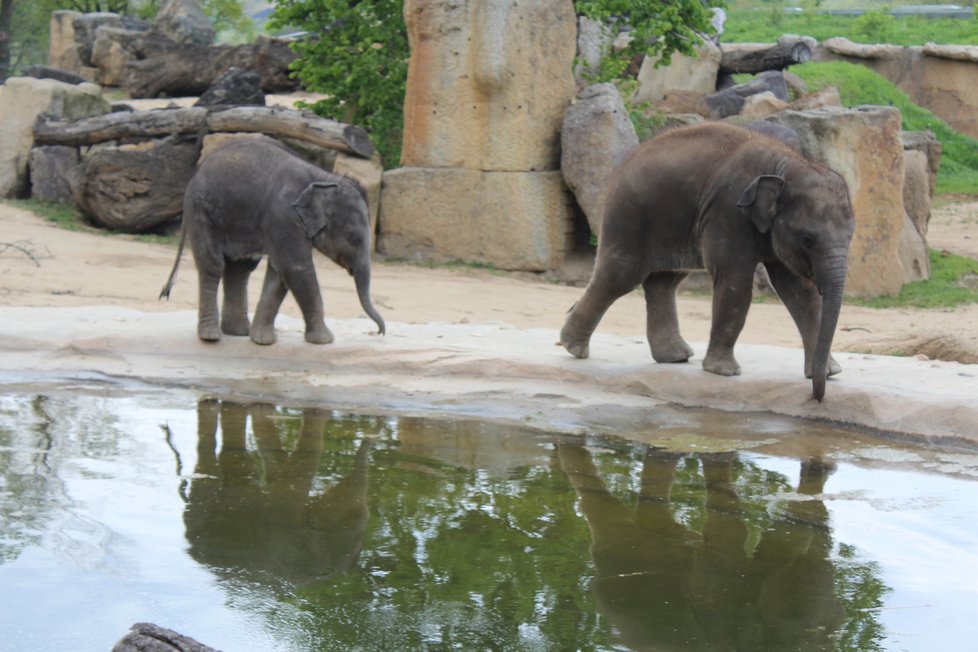 V zoologické zahradě se můžete těšit na nejrůznější zvířata.