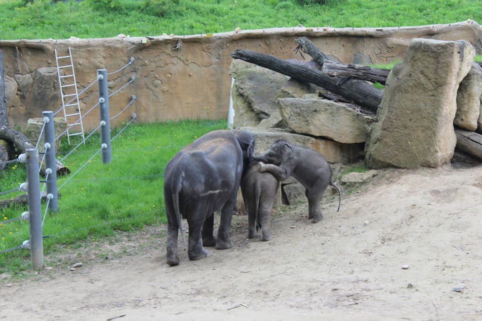 V zoologické zahradě se můžete těšit na nejrůznější zvířata