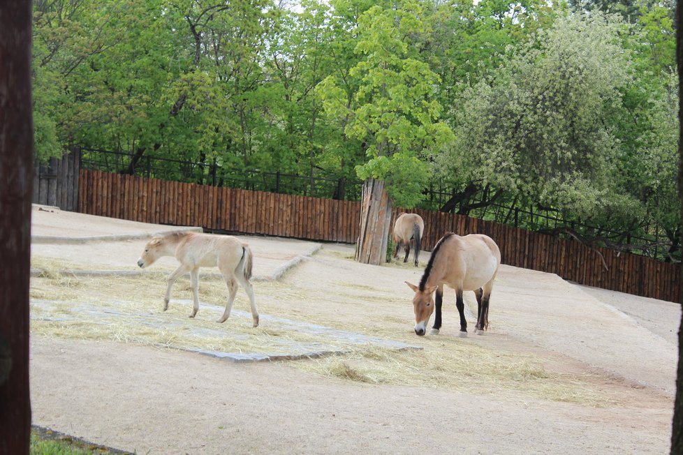 V zoologické zahradě se můžete těšit na nejrůznější zvířata.