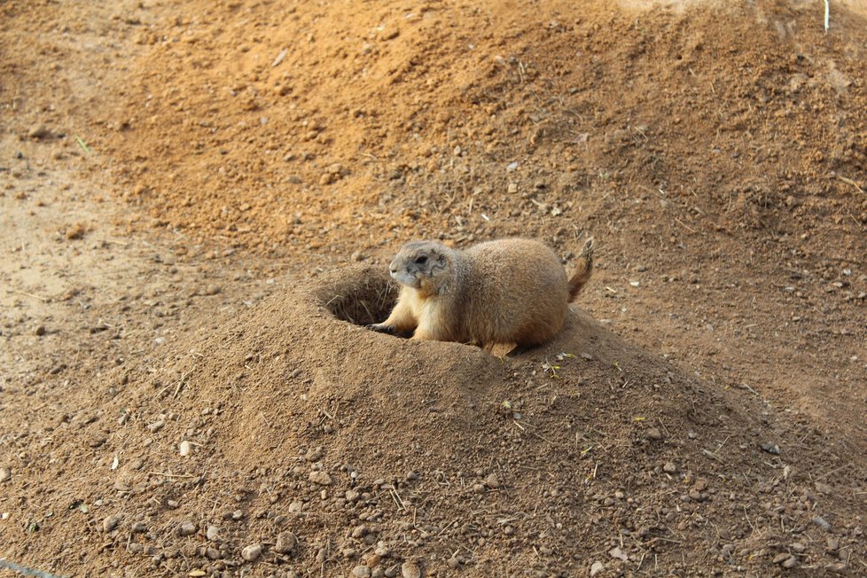 V zoologické zahradě se můžete těšit na nejrůznější zvířata