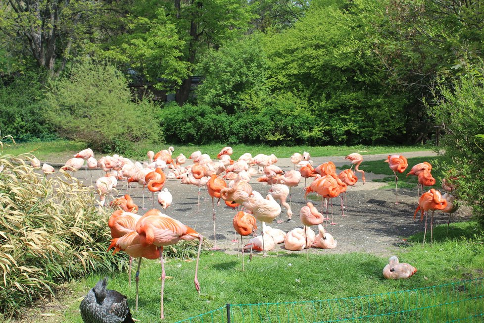 V zoologické zahradě se můžete těšit na nejrůznější zvířata