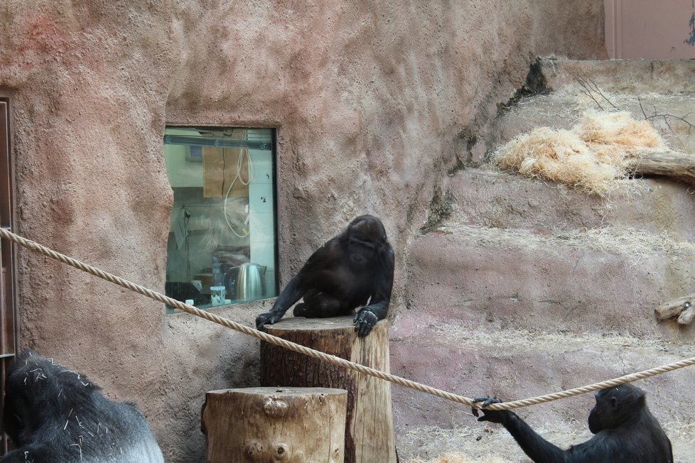 V zoologické zahradě se můžete těšit na nejrůznější zvířata