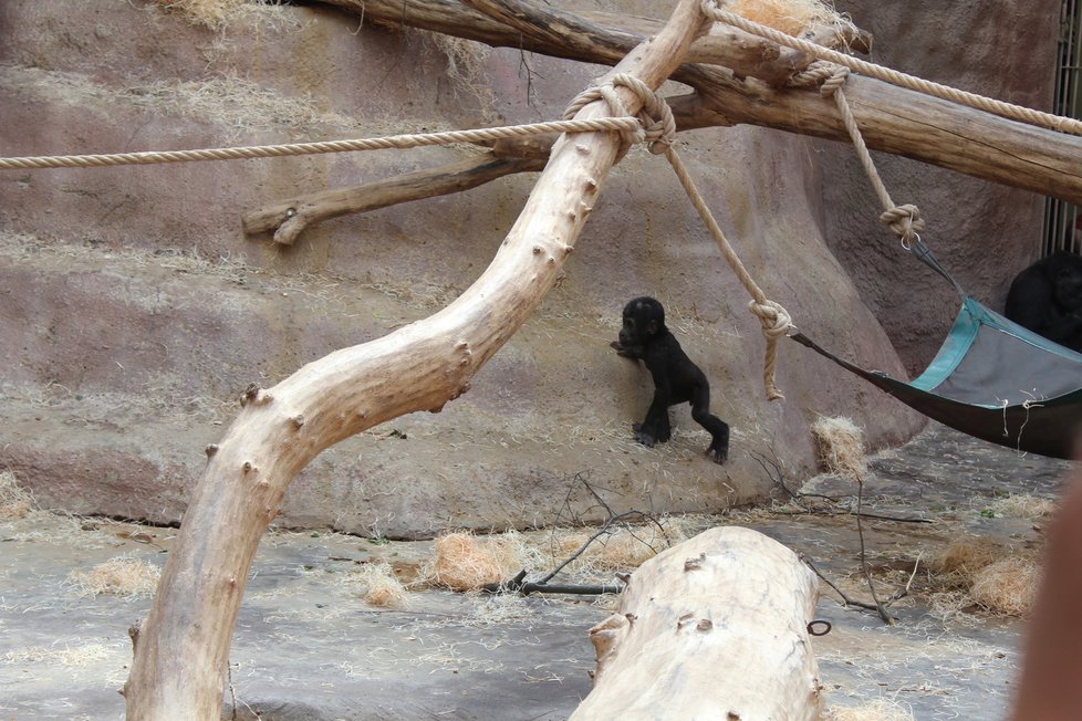 V zoologické zahradě se můžete těšit na nejrůznější zvířata.