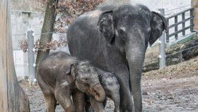 První jarní vycházka pražských slonů