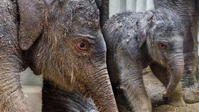 Pražská zoo se dočkala, nadorilo se tu první slůně v historii