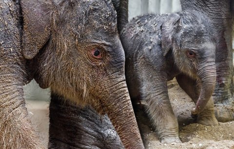 Pražská zoo se dočkala: Narodilo se první slůně v její historii