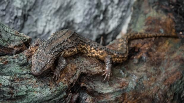 Varanovec bornejský je jediným zástupcem rodu varanovec. Ten se vyskytuje výhradně na ostrově Borneo.