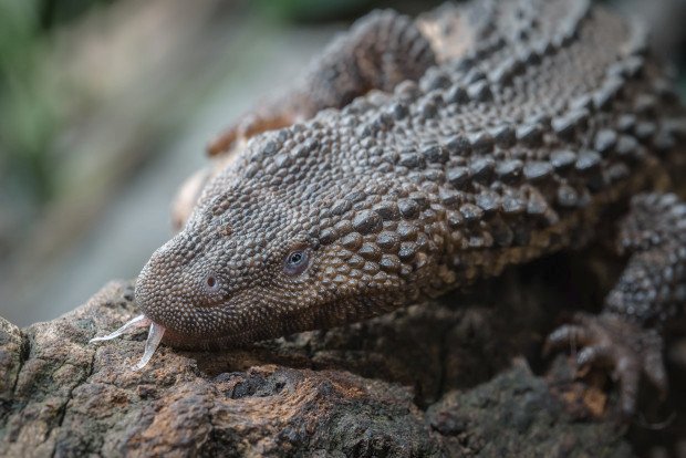 Varanovec bornejský je jediným zástupcem rodu varanovec. Ten se vyskytuje výhradně na ostrově Borneo.