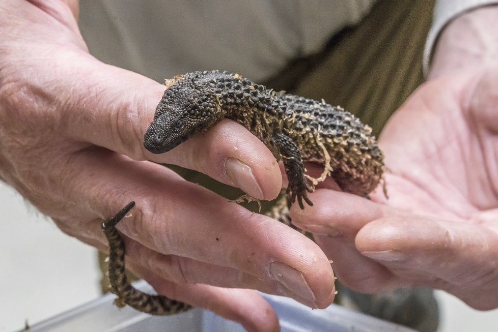 Varanovec bornejský je jediným zástupcem rodu varanovec. Ten se vyskytuje výhradně na ostrově Borneo.