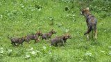 V pražské zoo dovádí malá vlčí paterčata: Začínají pomalu opouštět i svou noru