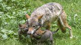V pražské zoo utekla vlčice. Před výletem do Belgie se prokousala z výběhu