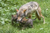 V pražské zoo utekla vlčice. Před výletem do Belgie se prokousala z výběhu