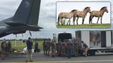 Záchrana koně Převalského pokračuje. Další skupina divokých zvířat odletěla z Prahy do Mongolska