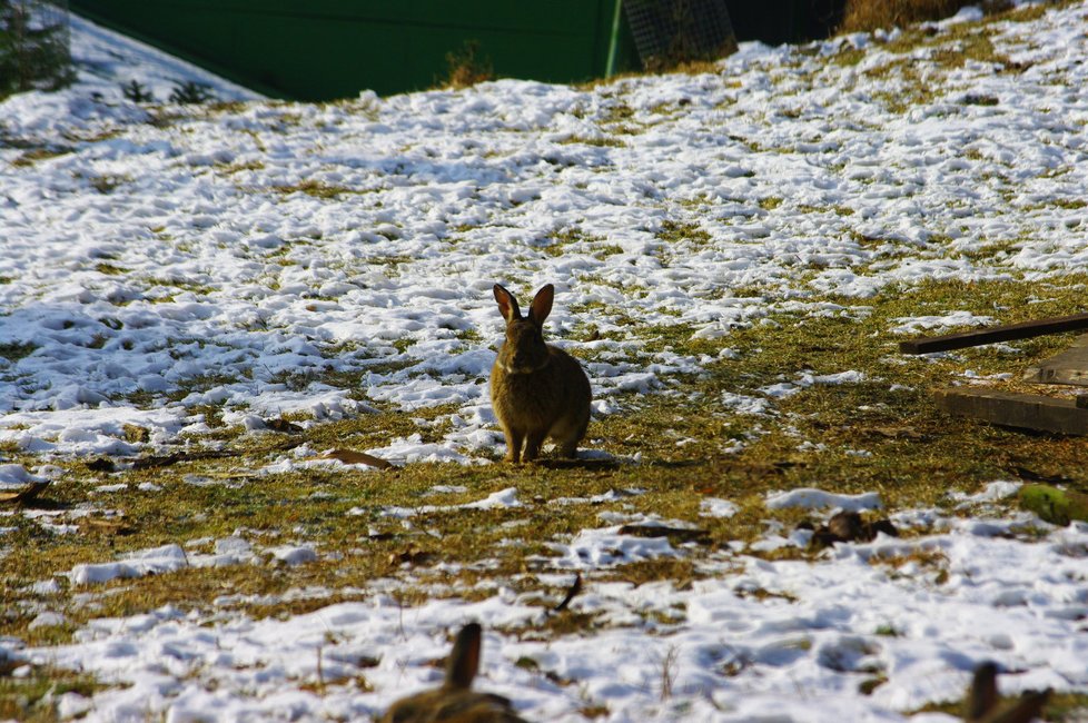 V zookoutku v Malé Chuchli najdete trvale hendikepovaná zvířata, která se do přírody už nevrátí.