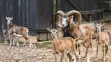 Vzácný ubečený přírůstek! V chuchelském zookoutku se narodila mufloní dvojčátka