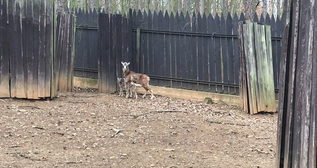 V zookoutku Malá Chuchle se narodila dvě mufloní dvojčata.