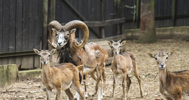 V Zookoutku Malá Chuchle budou mít Vánoce i zvířata. (ilustrační foto)