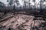 Čech škodí deštným pralesům. Jeho firmy kácí tisíce hektarů vzácné flóry.