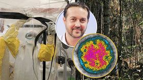 Kácení pralesů otevře Pandořinu skříňku: Objeví se nové smrtící viry, varuje epidemiolog