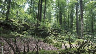 Les zastavený v čase. To je Žofínský prales v Novohradských horách