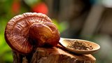 Proč je reishi považována za houbu nesmrtelnosti?
