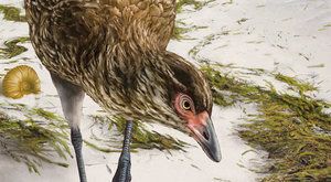 Nečekaný objev: Kachna z éry dinosaurů přepisuje paleontologické učebnice