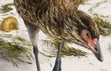 Kachna z éry dinosaurů Asteriornis obýval území dnešní Belgie v době, kdy připomínala spíše současné Bahamy a pravděpodobně sezobl vše, co mu přišlo pod zobák