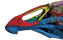 Lebka asteriornise je jakousi kombinací lebek dnešních slepic a kachen