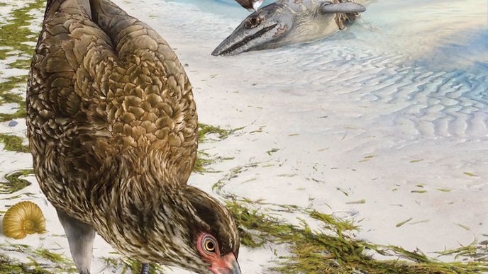 Kachna z éry dinosaurů Asteriornis obýval území dnešní Belgie v době, kdy připomínala spíše současné Bahamy a pravděpodobně sezobl vše, co mu přišlo pod zobák