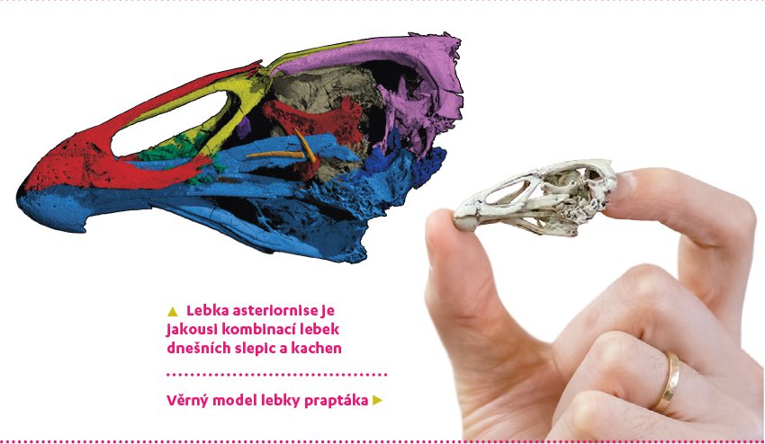 Lebka asteriornise je jakousi kombinací lebek dnešních slepic a kachen