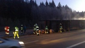 Havárie kamionu převážejícího prasata se na dálnici D1 stala také letos v lednu - Ilustrační foto