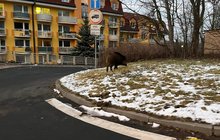 Karlovy Vary bojují s divočáky: Pronikají i na sídliště!