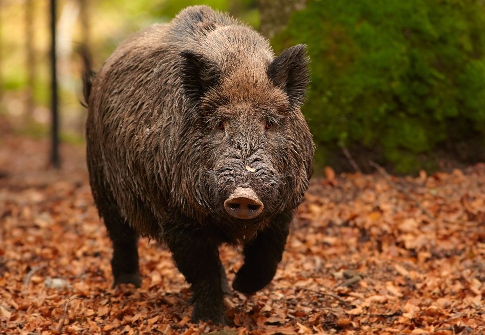 Africký mor prasat napadá prasata obecná a prasata divoká.