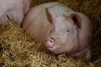 „Situace je zoufalá.“ Jiří chová prasata a už nemůže dál. Není sám, přijdou Češi o krkovice?