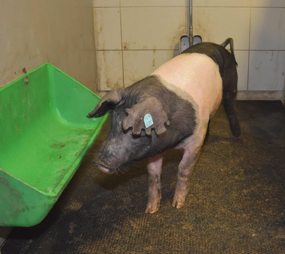 O přeštická prasata je postaráno nedaleko operačních sálů.