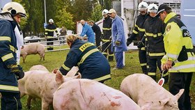 Rozutečená prasata hasiči a policisté nahnali na travnatou plochu u benzinky, kde se je snažili udržet pohromadě až do příjezdu náhradního přepravníku pro zvířata