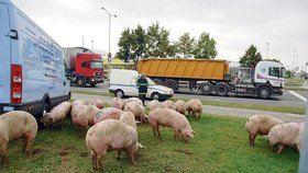 Rozutečená prasata hasiči a policisté nahnali na travnatou plochu u benzinky, kde se je snažili udržet pohromadě až do příjezdu náhradního přepravníku pro zvířata