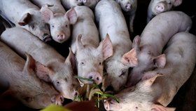 Hrozí globální nedostatek slaniny. Odborníci bijí na poplach a zmínili důvod