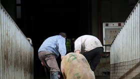 Africký mor prasat nejvíce ohrožuje prasata chovaná v Číně