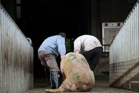Africký mor prasat nejvíce ohrožuje prasata chovaná v Číně