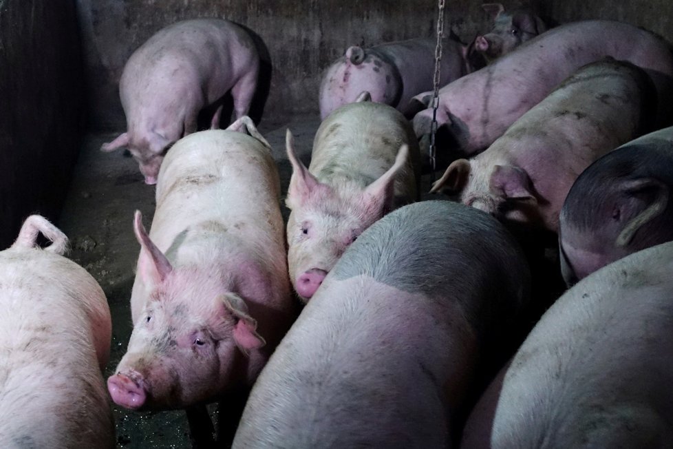 V řadě jatek po celém světě se rozšířila nákaza covid-19.