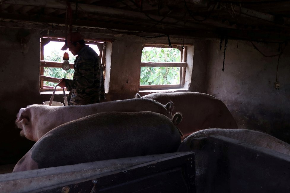 Africký mor prasat nejvíce ohrožuje prasata chovaná v Číně