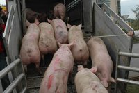 Potravinářský skandál: Dioxin kontaminoval vepřové maso