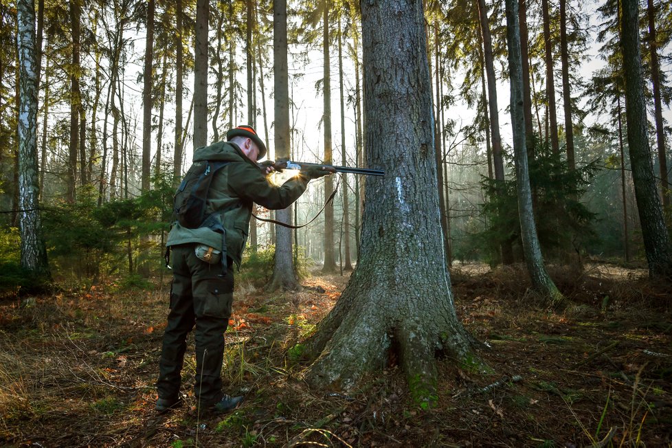 Stát nařídil kvůli africkému moru hromadný odstřel prasat