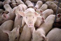 Jatka zažívají lepší časy. Produkce masa v Česku mírně stoupla
