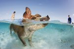Snímky plavajících čuníků pořídil fotograf Eric Cheng během jedné ze svých potápěčských expedic. „Je to dost zvláštní vidět prasata, jak se válí na bílém písku tropické pláže. Ale vidět je, jak se vrhají do vody, aby přivítala přijíždějící lodě, to už je opravdu bizarní,“ říká k tomu Cheng.