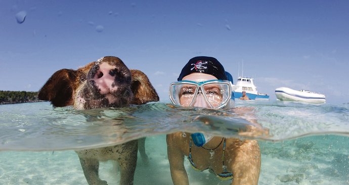 Německá fotografka Nadine Umbscheiden si s prasátky zaplavala a prý je dokonce dokázala přesvědčit, aby plavala proti kameře
