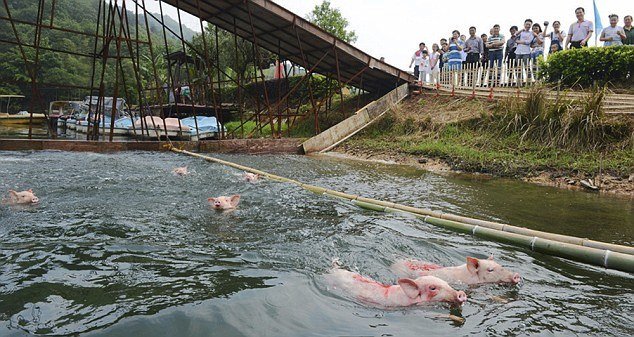 Čínská prasátka doslova létají při skocích do vody