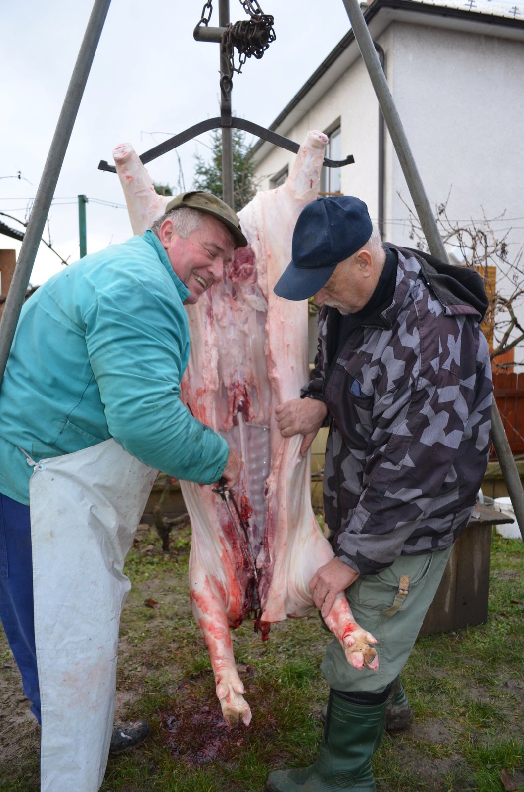 Čuníka Bobika plánoval František Ševců (60) z Veselé na Zlínsku porazit až v únoru.