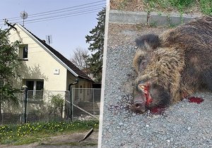 Bachyně divočáka utekla z chlívku z Blovic na Plzeňsku. Muži potrhala břicho i nohu.